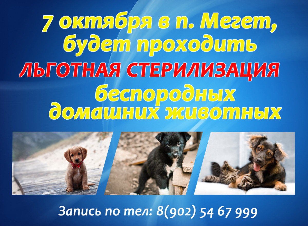 7 октября в п. Мегет будет проходить льготная стерилизация беспородных домашних животных запись по телефону.