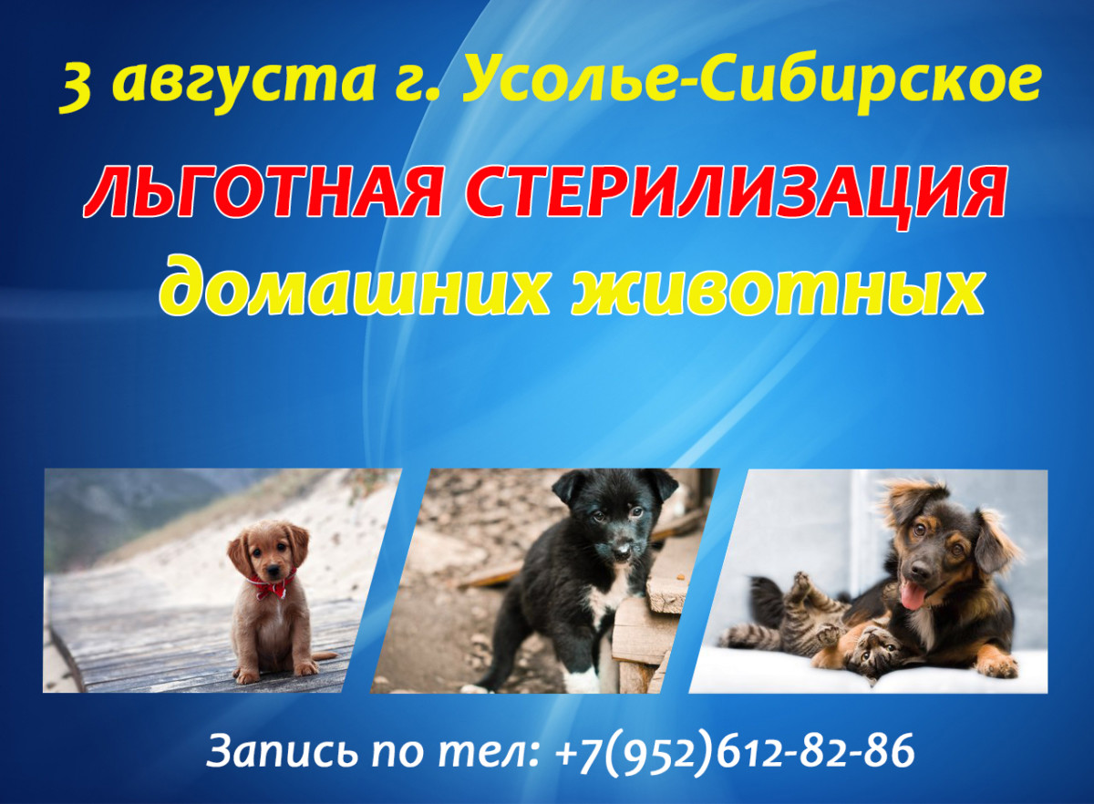 3 августа льготная стерилизация в г. Усолье-Сибирское - БФ Право на жизнь -  помощь бездомным животным г. Ангарск